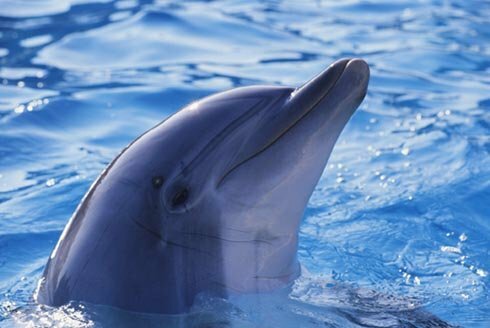 Символом сочинской Олимпиады может стать дельфин