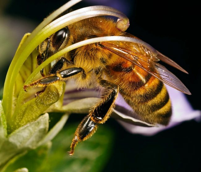 Пчёлы перестраивают мозг под конкретные задачи