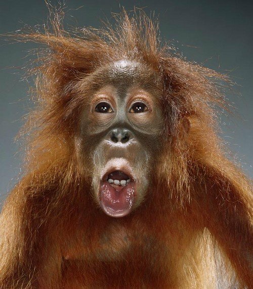 Monkeys - портретные съемки. Хоть завтра на паспорт... Фотограф Jill Greenberg