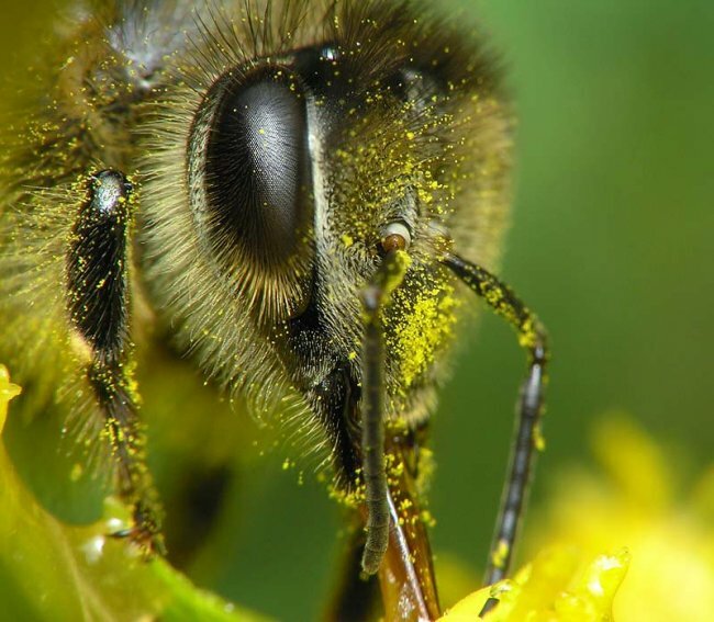 Почему исчезают пчелы и тараканы?
