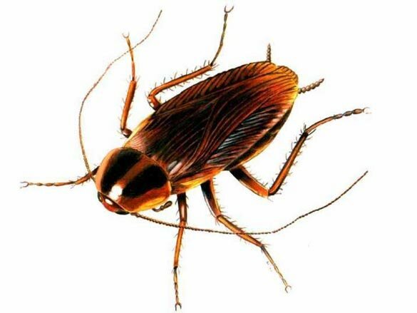 Почему почти вымерли все тараканы?