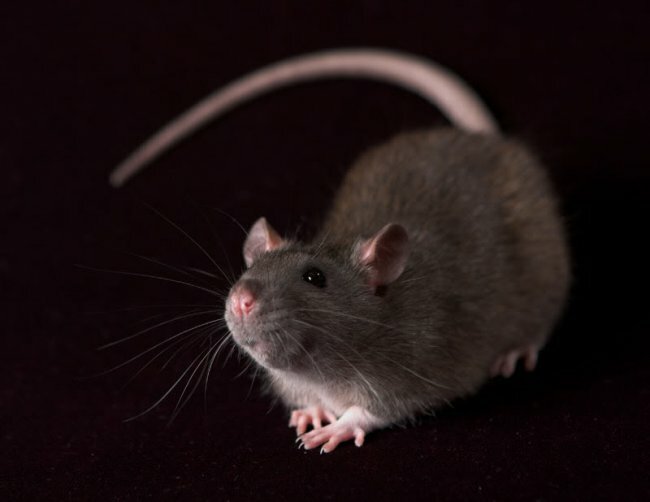 Гигантская крыса обнаружена в Папуа-Новой Гвинее