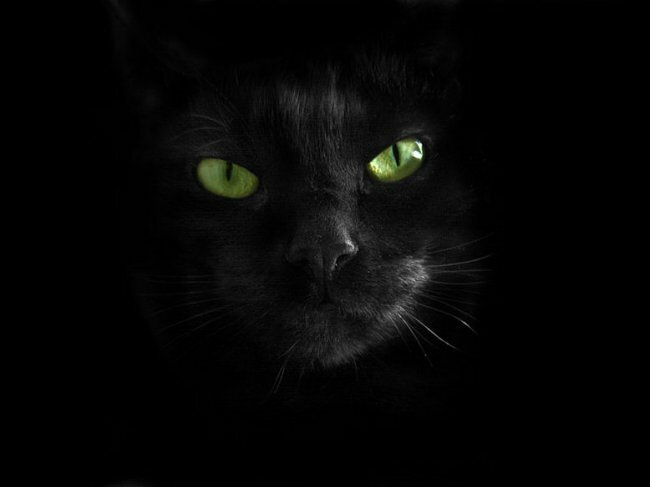 Почему мы боимся черных котов