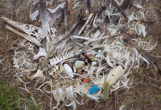 Пластмассовые убийцы Тихого океана