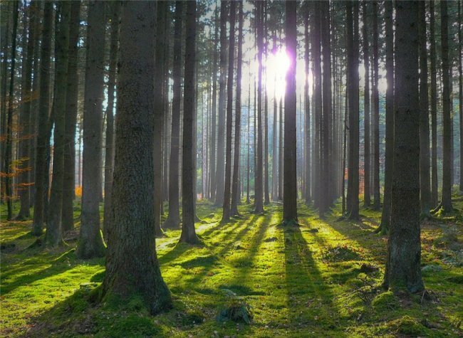 стволы, свет, лес, солнце, деревья - (картинка, изображение, фото, обои 247437)