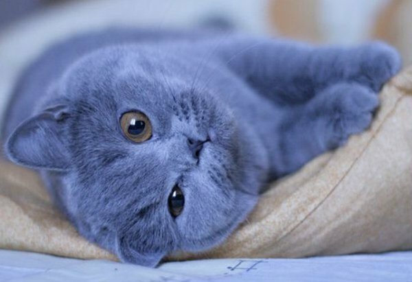 Голубой кот (Аудиозапись - прикол)