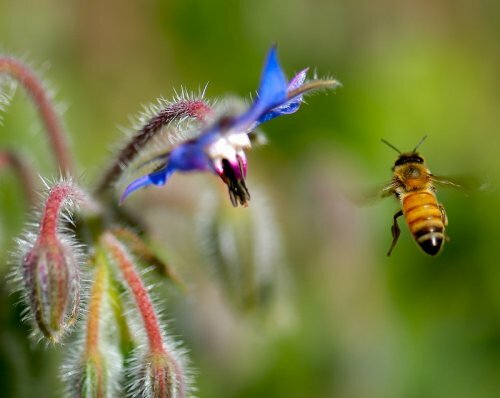 Неоникотиноиды - основная причина массовой гибели пчёл?