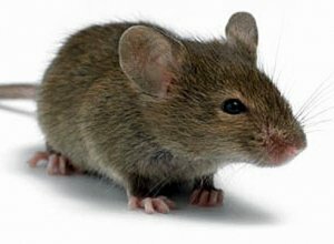 Как избавиться от крыс и мышей - волшебная дудочка или ультразвуковой отпугиватель грызунов?