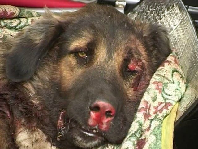 Бездомный пес был замучен местным чиновником на глазах у детей