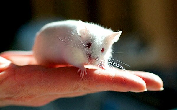 Ученые вырастили человеческую печень в мышиной голове
