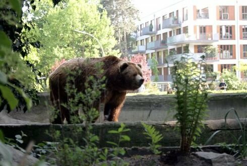 Еще один медведь застрелен на Камчатке прямо возле многоквартирного дома