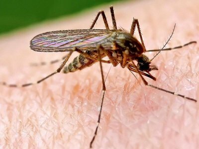 Электронный отпугиватель комаров – еще одно средство защиты против паразитов