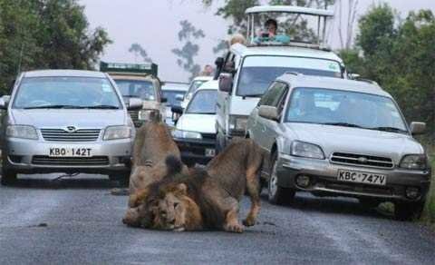 Оживленная трасса была блокирована парочкой наглых львов