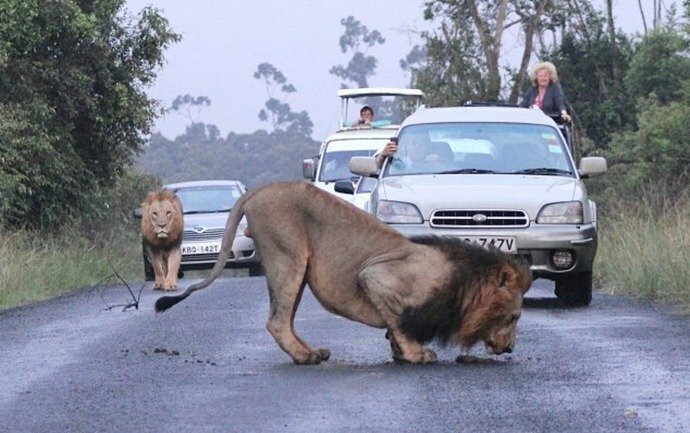 Оживленная трасса была блокирована парочкой наглых львов