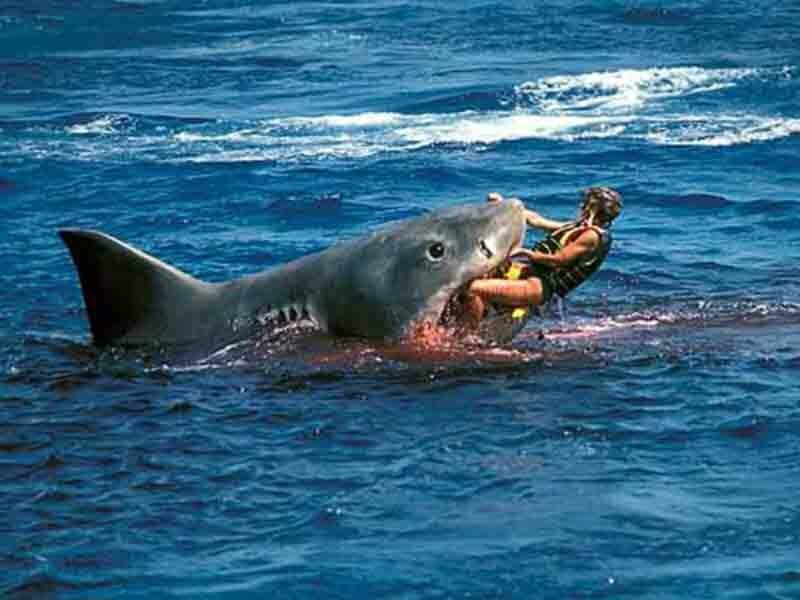 В Новой Зеландии три акулы съели пловца