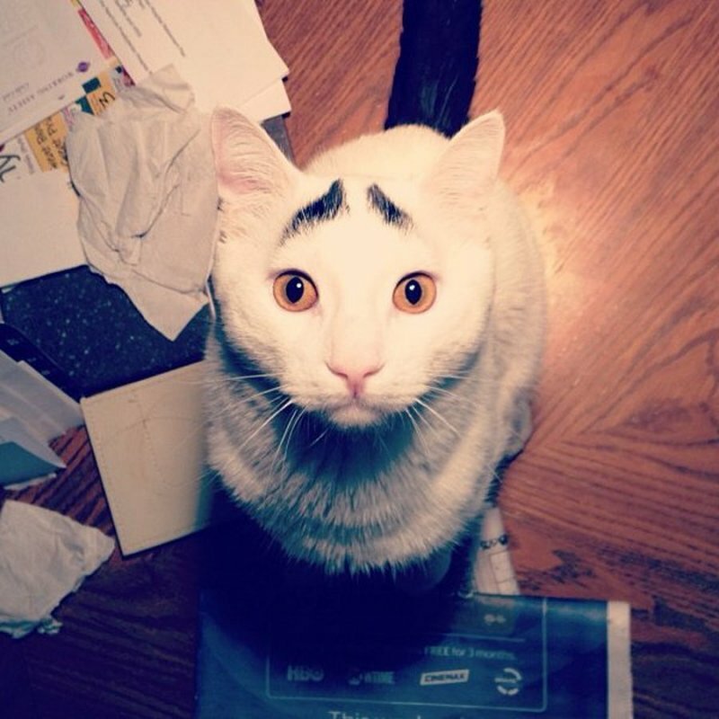 Снимки трогательного кота с бровями - новая сенсация в интернете