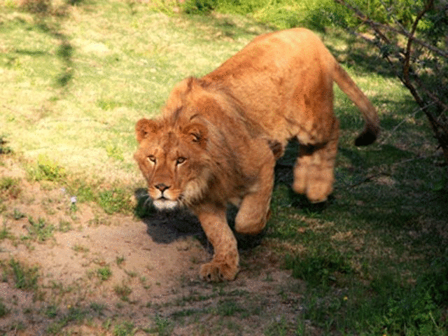 Огромный лев растерзал в заповеднике девушку-волонтера