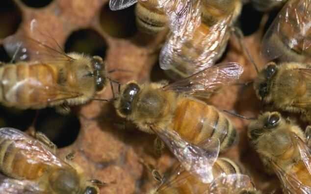 Пчелиный яд убивает вирус иммуннодефицита