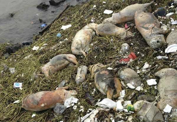 В водах реки Шанхая плавает 3000 трупов свиней