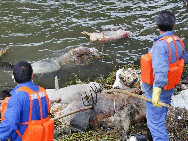 Число свиных трупов в реке Шанхая превысило 7,5 тысяч