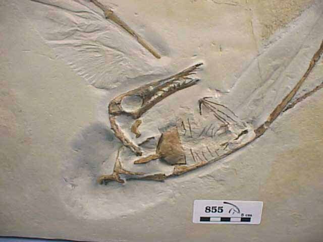 Новый вид динозавра обнаружен пятилетней девочкой