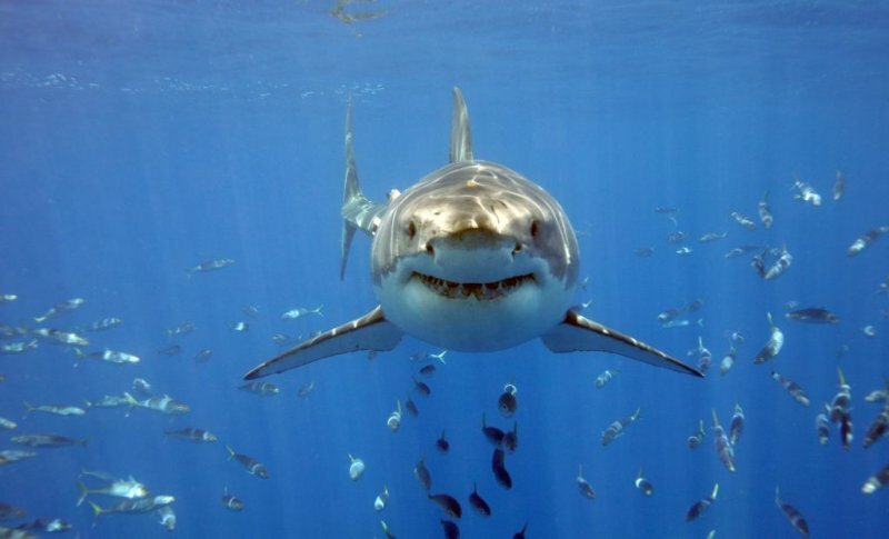 Десятки тысяч голодных акул собрались возле побережья Флориды