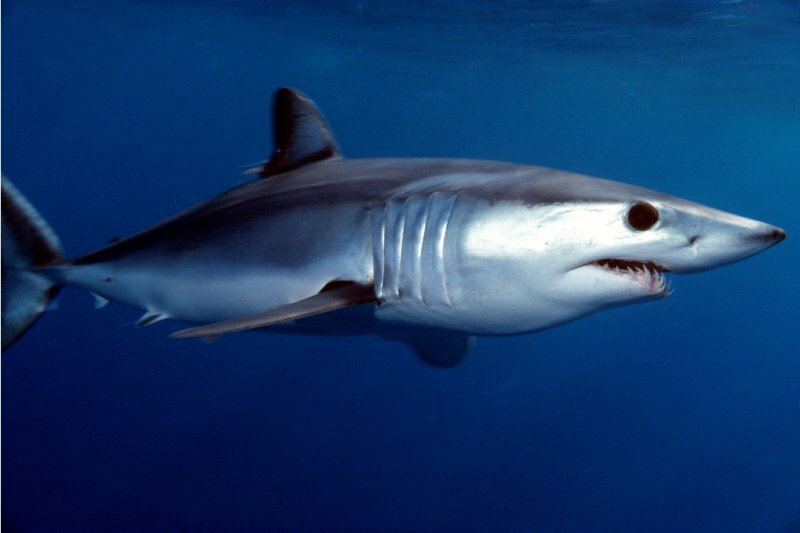 Самая уродливая в мире акула позировала бывшему матадору