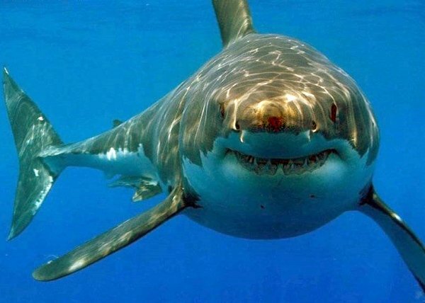 Ученые доказали, что акулы способны к обучению