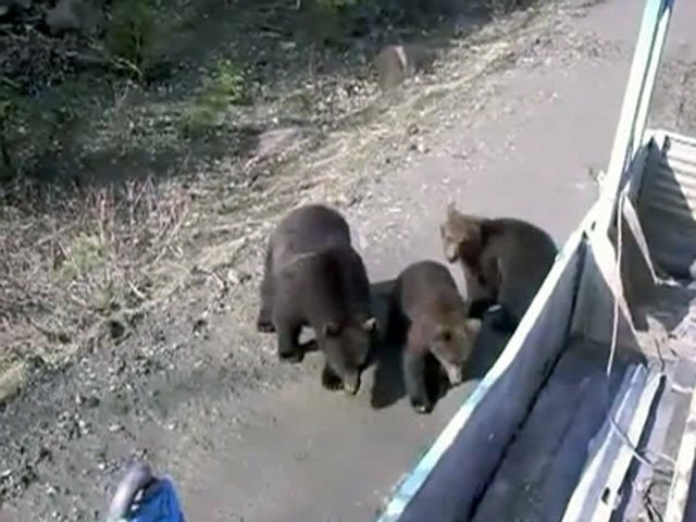 Голодные медведи целыми семьями ходят по дорогам Красноярского края