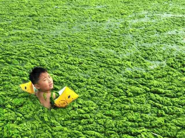 Китайские пляжи превратились в болота из-за нашествия водорослей