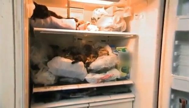 Пожилому канадцу дали срок за 155 трупов кошек, хранившихся у него в холодильнике