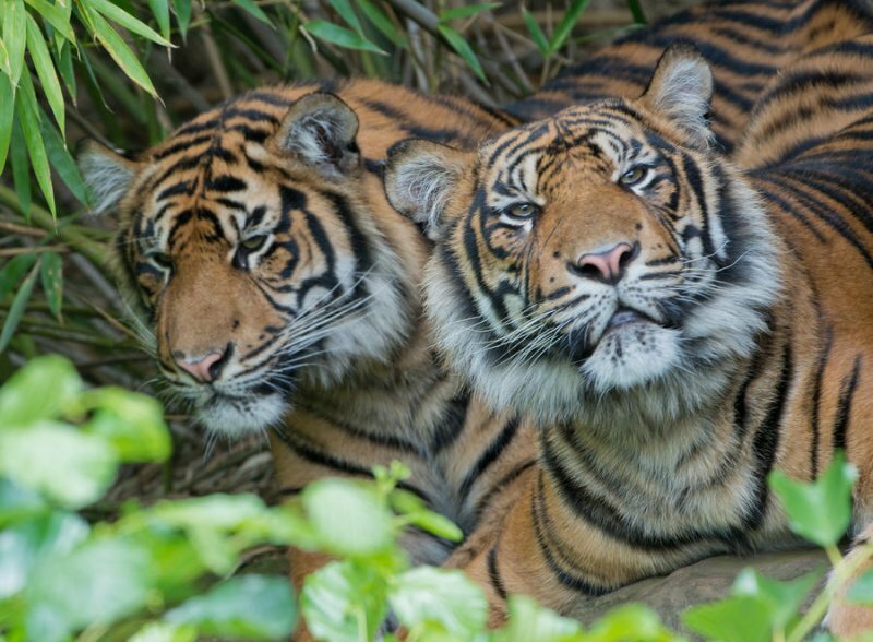 На Суматре несколько мужчин три дня сидят на дереве, спасаясь от тигров