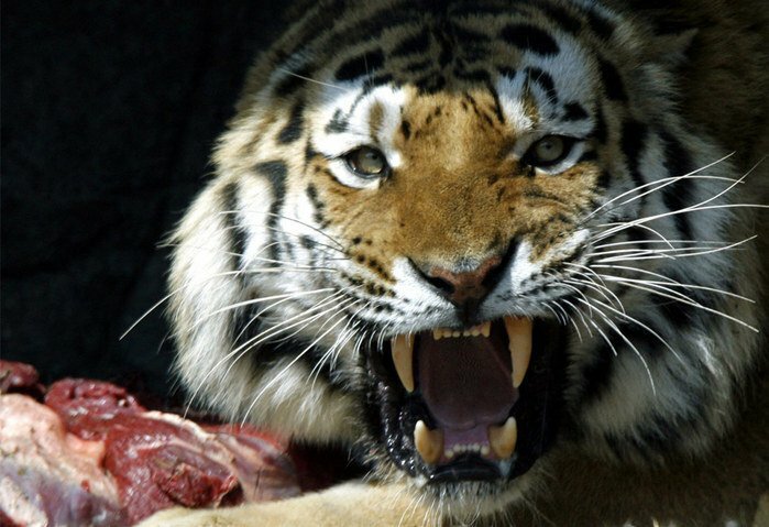 Тигр-людоед держит в ужасе целый штат