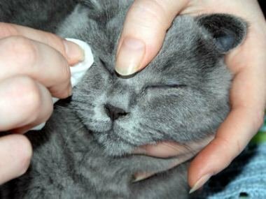 Какие ветеринарные процедуры являются обязательными для кошки