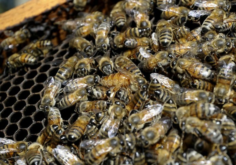 Под влиянием пестицидов пчелы собирают мало пыльцы, вынуждая улей голодать