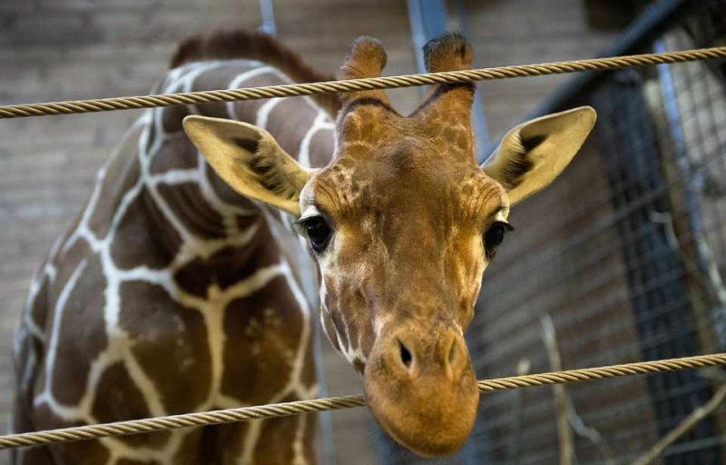 Еще одного жирафа могут убить, в этот раз в Дании