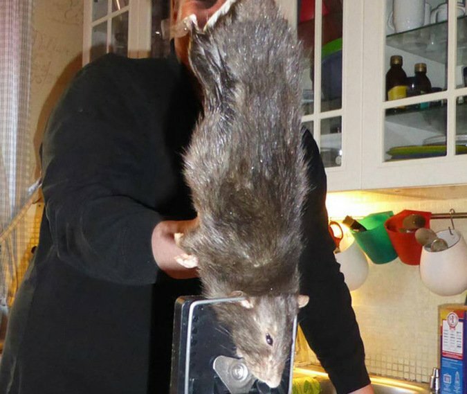 Гигантская крыса поселилась на кухне одной шведской семьи