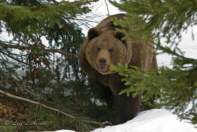 Голодных медведей в Приморье будут отпугивать дихлофосом