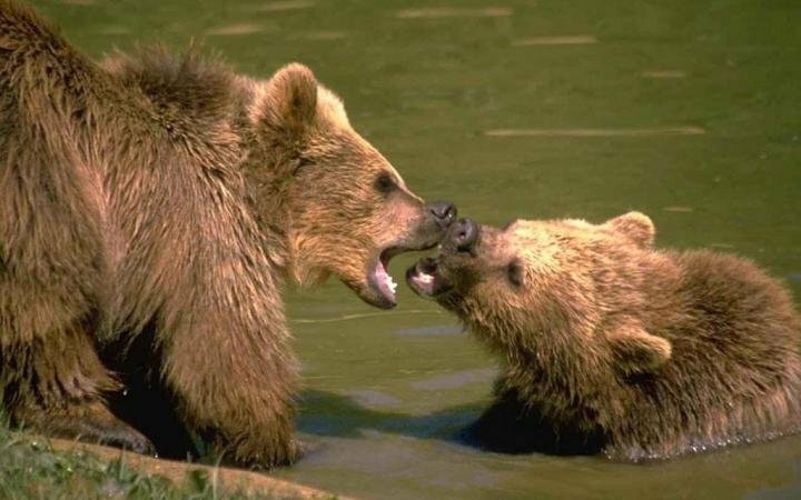 В зоопарке Швейцарии усыпили медвежонка, чтобы уберечь его от психологической травмы
