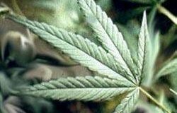 У петербургского пенсионера изъяли 250 кг марихуаны