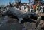 В Аравийском море рыбаки поймали огромную китовую акулу