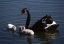 Посетители Калининградского зоопарка насмерть забили редкого черного лебедя