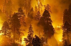 Проблемы с лесными пожарами в России