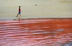 Туристы покинули сиднейские пляжи из-за кровавых приливов