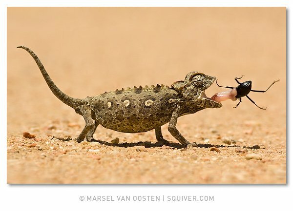 Фотограф Marsel van Oosten (фото с животными)