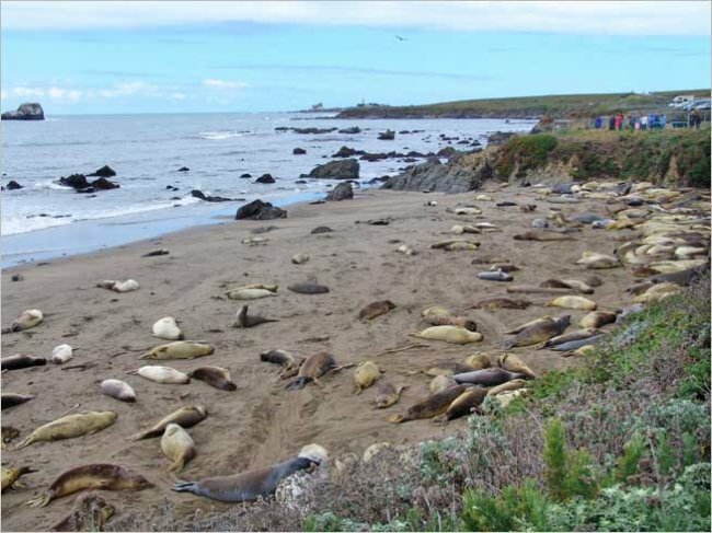На побережье Чили найдены сотни мертвых морских львов