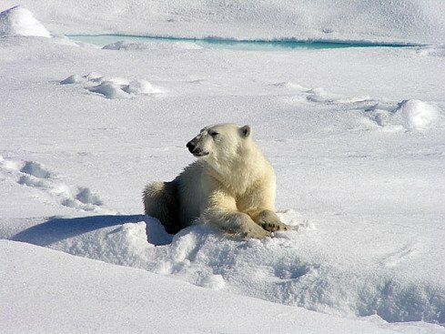Россия выделит на исследования Арктики более 60 млрд рублей