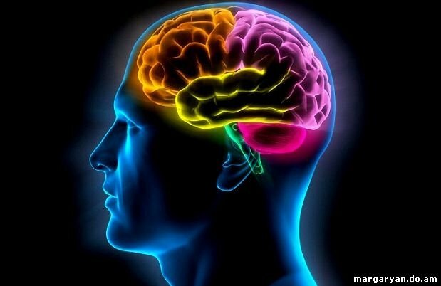 Есть ли пределы развития человеческого мозга?