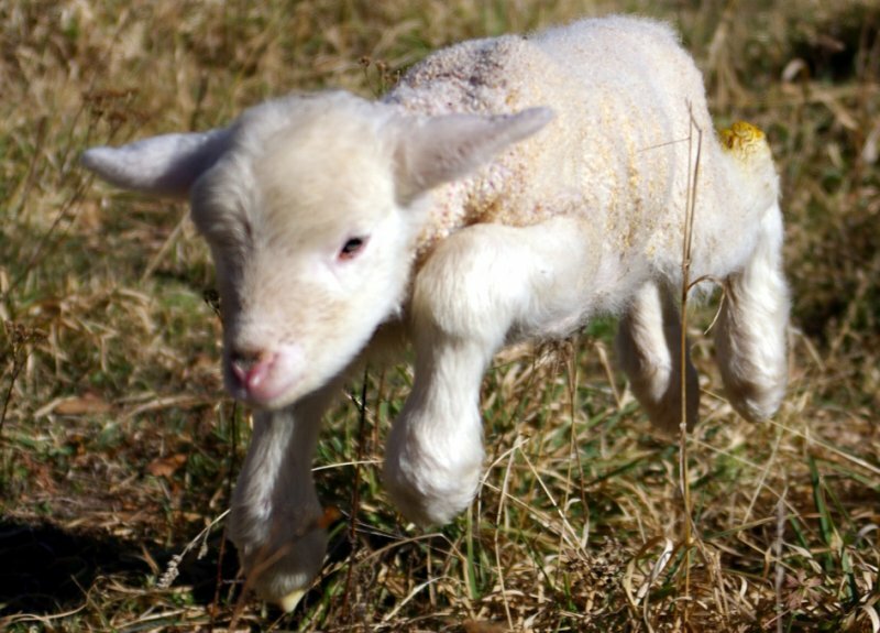 Китайские ученые вывели клон ягненка, скрестив овцу и червя