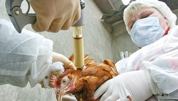 Ученые продолжат исследования нового штамма вируса птичьего гриппа